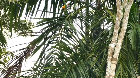 Oriole seen through dense palmtree thin leaves in the distance Stock Footage 123624559