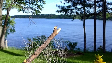 Oriole in slow motion hops on branch, gulps down grapes, leaves. Stock-Footage 71136561