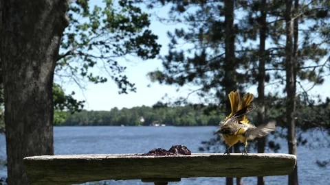 Oriole struggles to balance in the wind. Stock-Footage 148675550