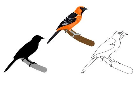 Oriole vector image Stock Illustration