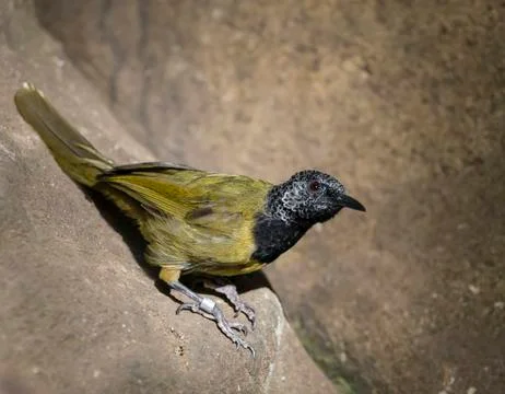 Oriole warbler - hypergerus atriceps Stock Photos