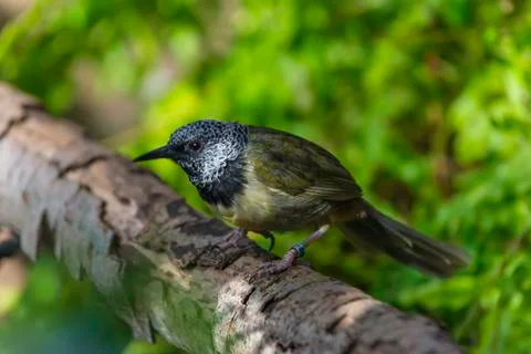 Oriole warbler - hypergerus atriceps Stock Photos