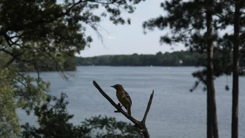 Orioles come and go from a windy lakeside perch in summer. Video stock 88723909