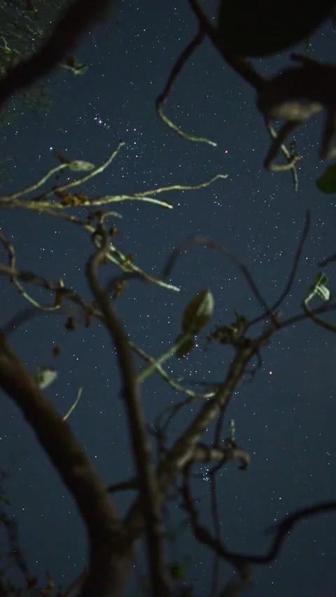 Orion Constellation Over Tree – Night Sky Timelapse Stock Footage 313559100