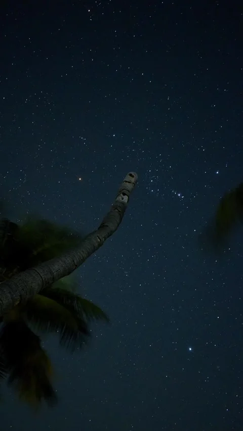Orion Constellation Rising – Palm Tree Night Sky Timelapse Stock Footage 313558986