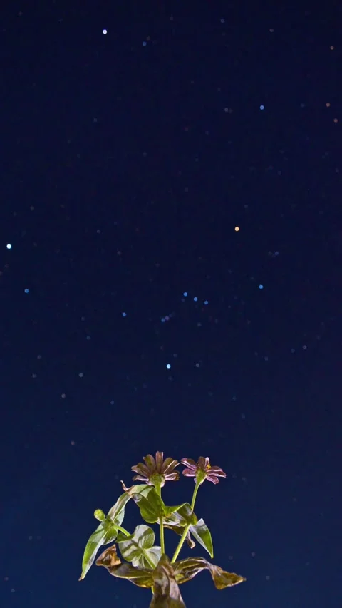 Orion Constellation Set Under Flower – Beautiful Timelapse Stock Footage 313559029