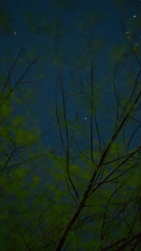 Orion Constellation Under the Tree – Magical Night Timelapse Stock Footage 313558989