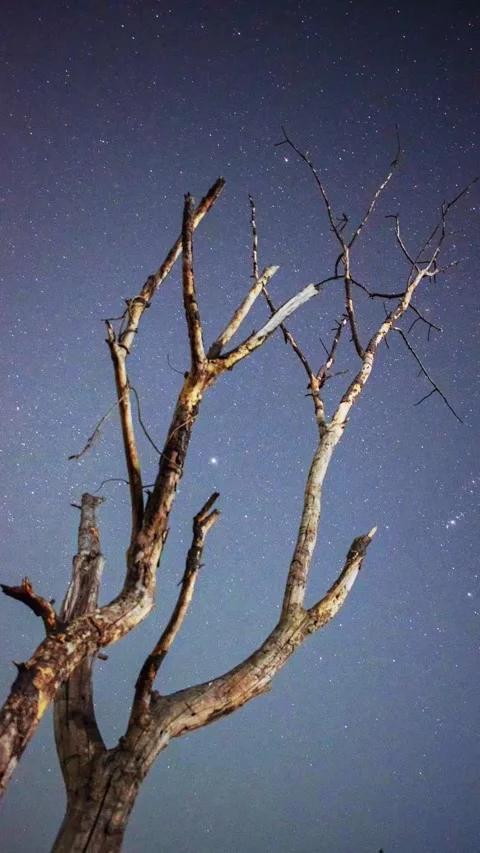 Orion Rising Behind Dead Tree – Magical Night Sky Timelapse Stock Footage 313559205