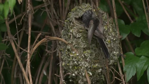 Oritis Long-tailed Tit (Aegithalos caudatus) Schwanzmeise at nest to feed i.. Stock Footage 338986687