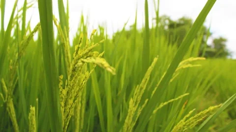 Oriza Stock Footage 231655701