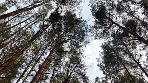 Orizontal tracking shot of pine trees against blue sky. Ground-level view Stock Footage 305118387