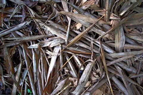 Orizontal view, medium sized dry bamboo leaves forming a profile Stock Photos