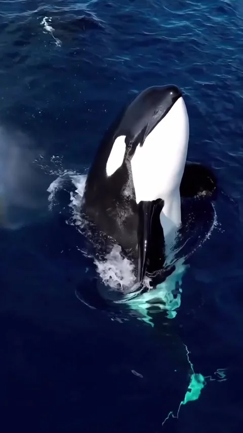 Orka the killer whale 库存影片 332553531