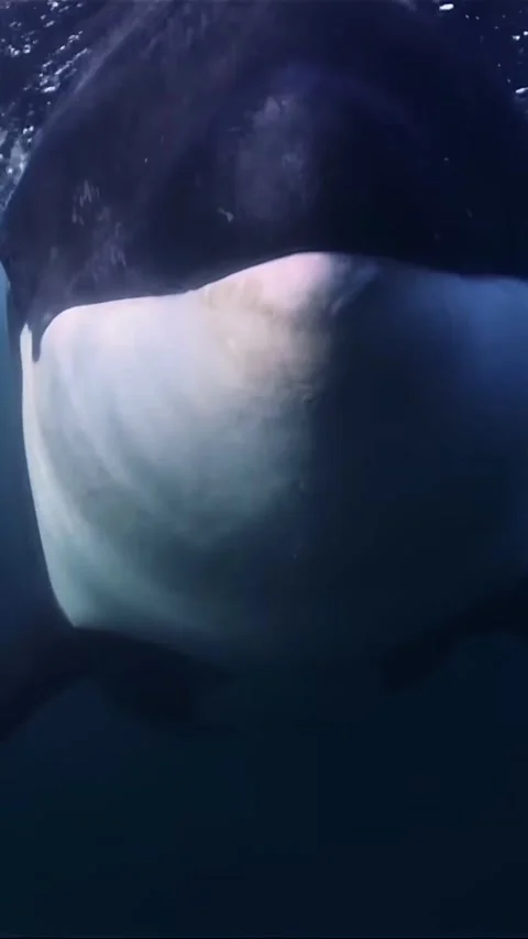 Orka the killer whale Video stock 332553552