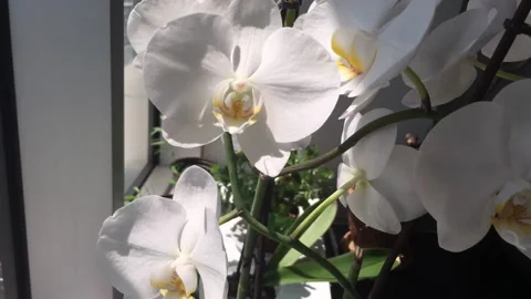 Orkide zoom Stock Footage 133743194