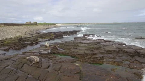 Orkneys Seals Video stock 176297322