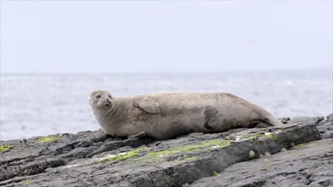 Orkneys Seals Video stock 176299170