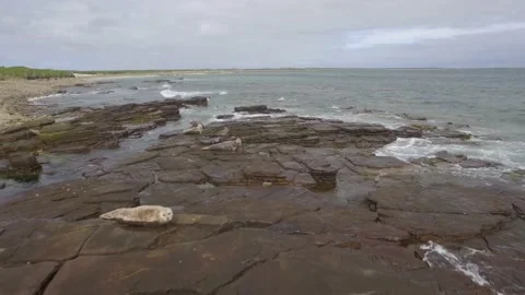 Orkneys Seals 스톡 동영상 176300286