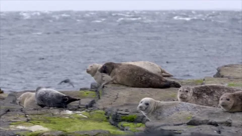 Orkneys Seals Video stock 176300435