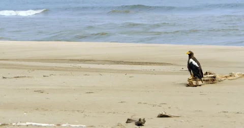 Orlan bird sits on an empty beach and looks around. Video stock 231218103