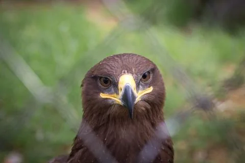 Orlan eagles Stock Photos