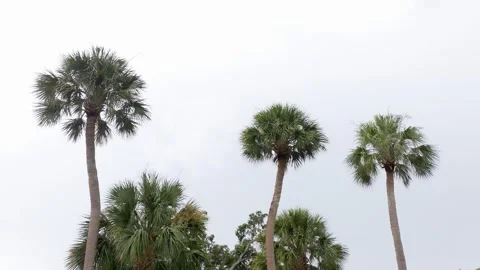 Orlando Lake Davis 6 Stock-Footage 276995280
