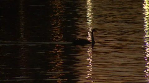 Orlando Lake Eola Stock Footage 32401768