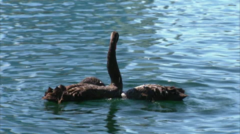 Orlando Lake Eola Stock Footage 32401780
