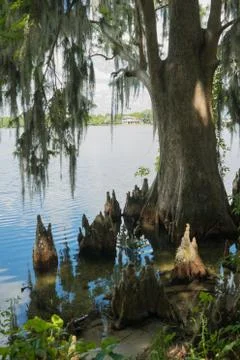 Orlando lakes Stock Photos