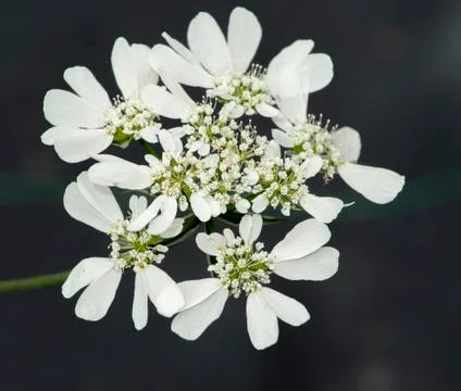 Orlaya flower Stock Photos
