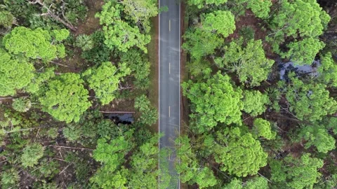 Ormond Beach Scenic Loop Drive Landscape Stock Footage 257359317