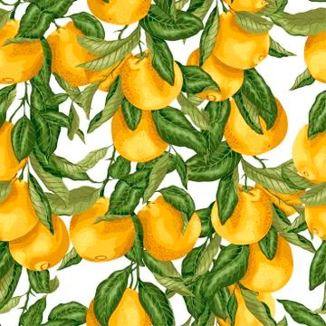 Ornage fruit branches Stock Illustration