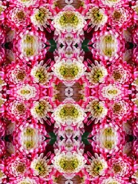 Ornament from flowers asters Stock Illustration