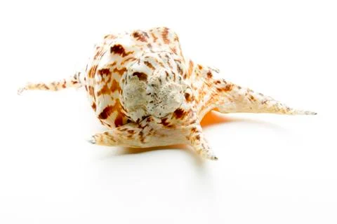Ornament shell Stock Photos