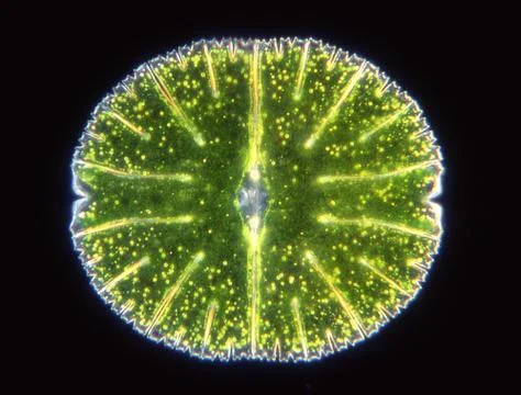 Ornamental algae Micrasterias under the microscope Stock Photos