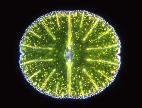 Ornamental algae Micrasterias under the microscope 写真素材