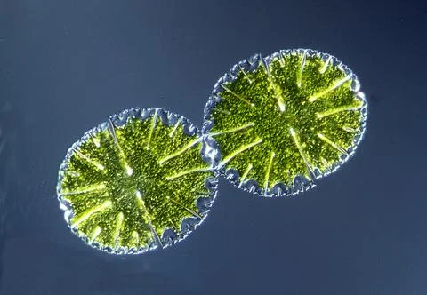 Ornamental algae Micrasterias under the microscope Stock Photos