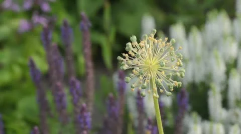 Ornamental allium (Allium) Stock Footage 18080588