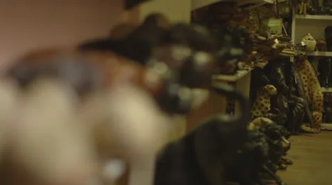 Ornamental animals Stock Footage 27113757