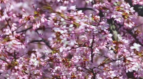 Ornamental apple tree flowers in the wind 스톡 동영상 49805523