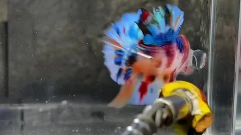 Ornamental Betta fish or Betta SP, Stock Footage 276157613