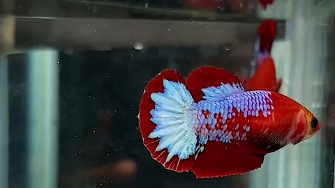 Ornamental Betta fish or Betta SP, Stock Footage 276157614
