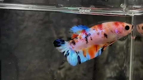 Ornamental Betta fish or Betta SP, Stock Footage 276158850