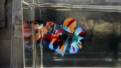 Ornamental Betta fish or Betta SP, Stock Footage 276159093
