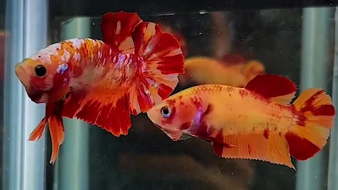Ornamental Betta fish or Betta SP, Stock Footage 276159243