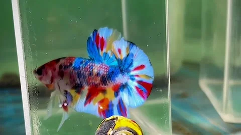 Ornamental Betta fish or Betta SP, Stock Footage 276159648
