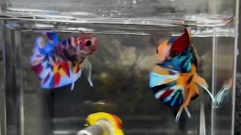 Ornamental Betta fish or Betta SP, Stock Footage 276159665