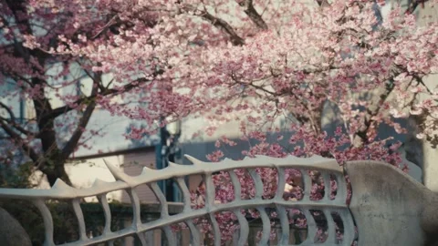 Ornamental Bridge Railing Beneath Cherry Blossoms, Itokawa River, Atami, Japan Stock Footage 345376234
