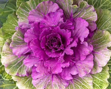 Ornamental cabbage as background. Stock Photos