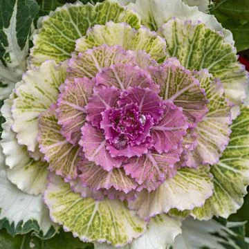 Ornamental cabbage as background. Stock Photos